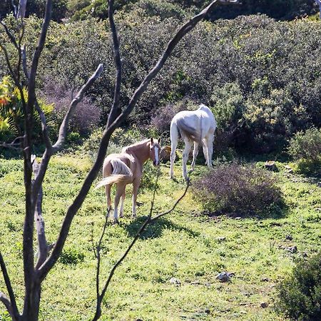 Casita Rural En Centro De Hipica Διαμέρισμα Ταρίφα Εξωτερικό φωτογραφία