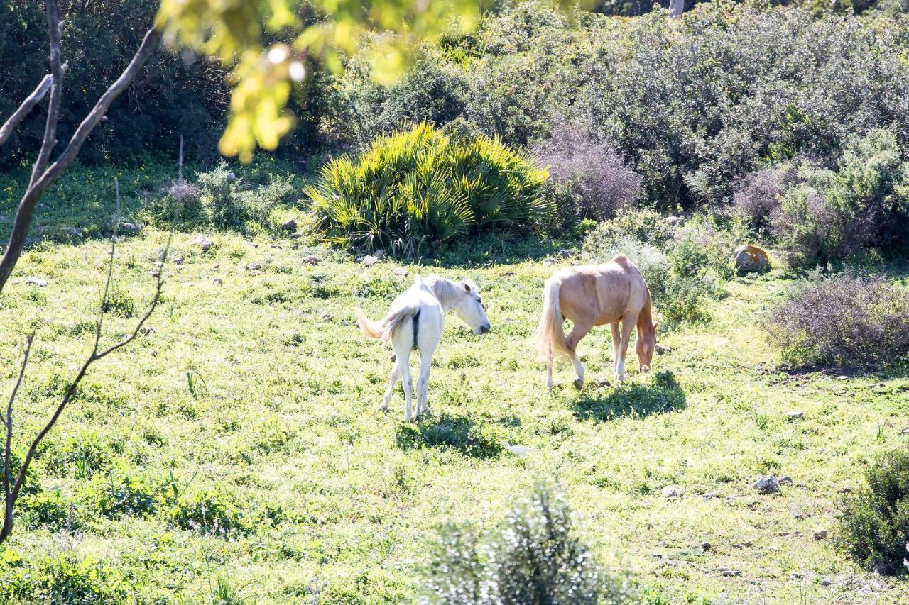 Casita Rural En Centro De Hipica Διαμέρισμα Ταρίφα Εξωτερικό φωτογραφία