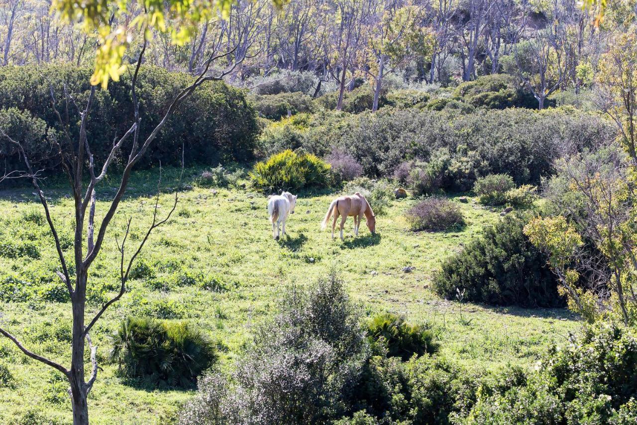 Casita Rural En Centro De Hipica Διαμέρισμα Ταρίφα Εξωτερικό φωτογραφία