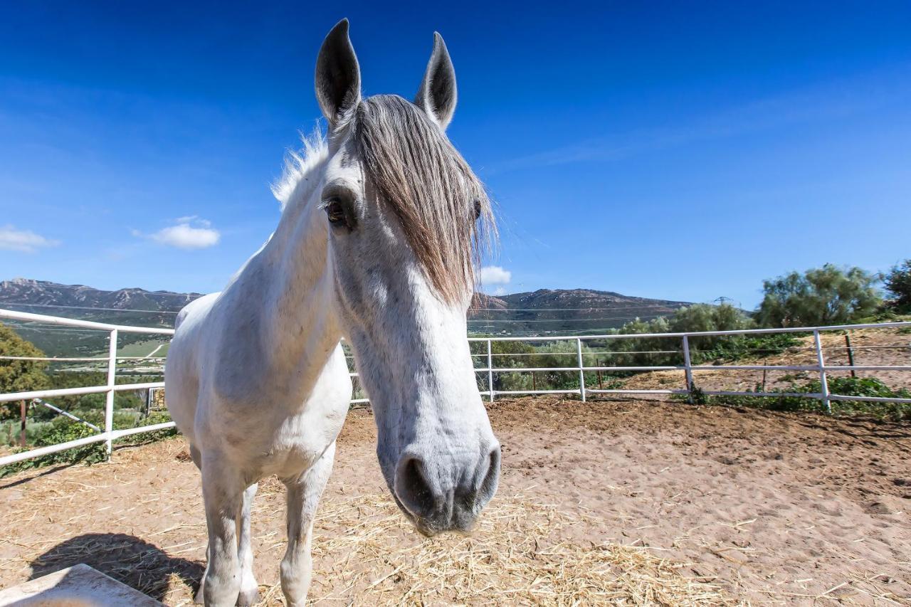 Casita Rural En Centro De Hipica Διαμέρισμα Ταρίφα Εξωτερικό φωτογραφία